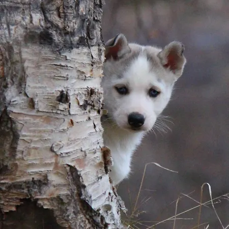Levajok Fjellstue Lodger *